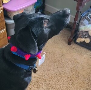 Hand-Crocheted Dog Spike Collars